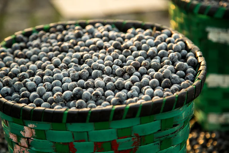 Como o Açaí é Cultivado e Produzido